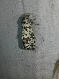Retinia burkeana thumbnail 3