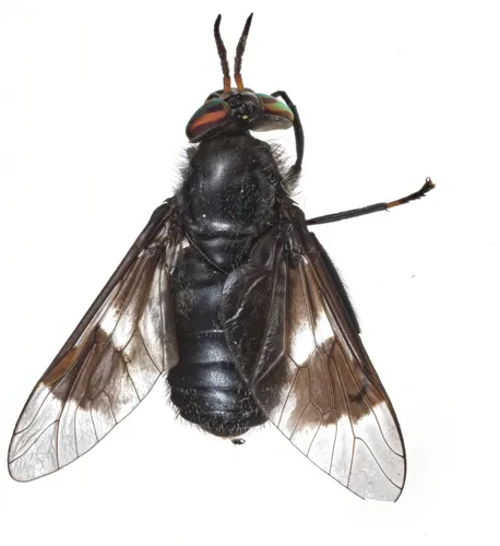 Dark Deer Fly