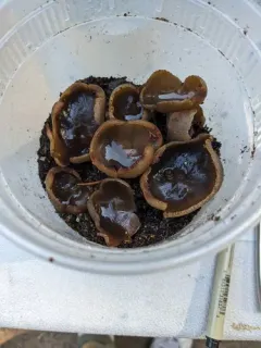 charcoal cup thumbnail 1