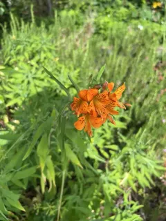 Peruvian Lily thumbnail 4