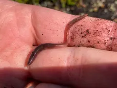 Octagonal-tailed Worm thumbnail 3