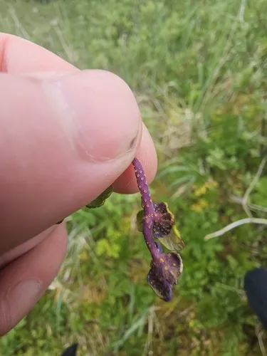 Puccinia septentrionalis