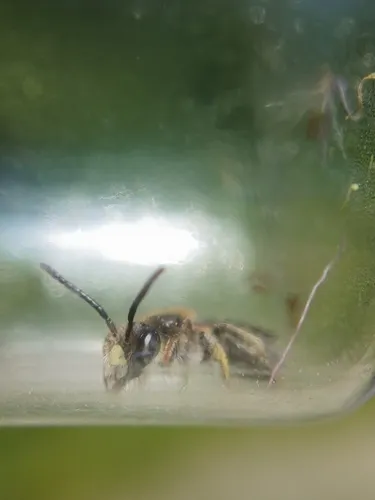 Robertson's Miner Bee