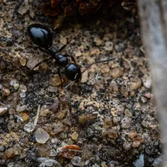 Bog Odorous Ant thumbnail 4