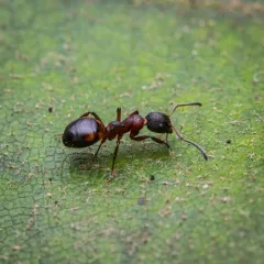 Mottled Odorous Ant thumbnail 4