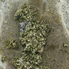 Mealy Shadow Lichen thumbnail 4
