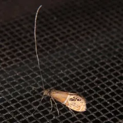 Ridings' Fairy Moth thumbnail 4