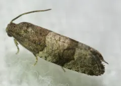 Dark-based Larisa Moth thumbnail 3