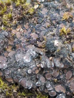 Jellytot Earthscale Lichen thumbnail 4