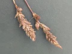 Sartwell's sedge thumbnail 4