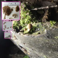 Cystoagaricus subamarus thumbnail 4