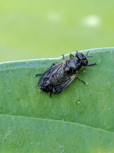 Allognosta fuscitarsis
