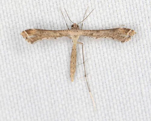 Sweet Broom Plume Moth