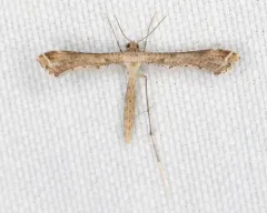 Sweet Broom Plume Moth thumbnail 1