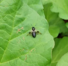Blotch-winged Honeysuckle Sawfly thumbnail 4
