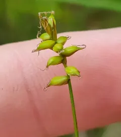 Northern bog sedge thumbnail 4