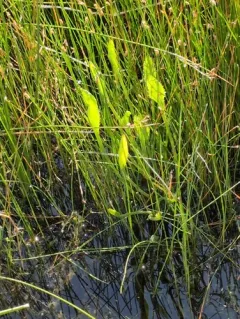 alisma-leaved button-celery thumbnail 3