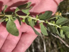 poverty weed thumbnail 3