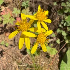 Bolander's Ragwort thumbnail 3