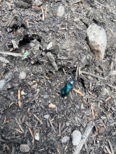 green click beetle