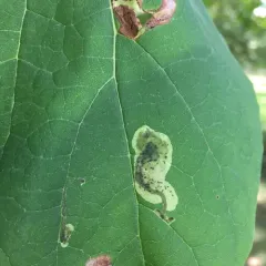 Amauromyza pleuralis thumbnail 2