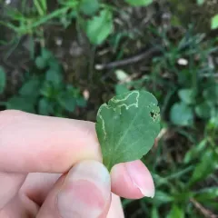 Phytomyza crassiseta thumbnail 3