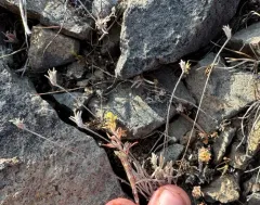 stoloniferous pussytoes thumbnail 4