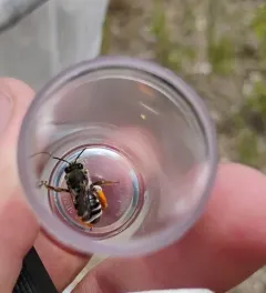 Eucera fulvitarsis thumbnail 3