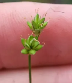 sparse-flowered sedge thumbnail 3