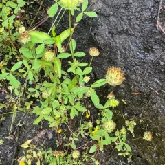 bowl clover thumbnail 3