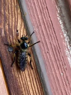 Laphria vivax thumbnail 4