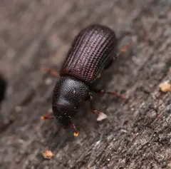 Stenoscelis brevis thumbnail 4