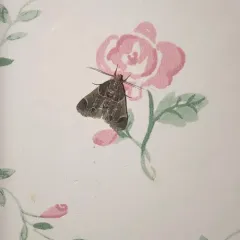 Meal moth thumbnail 3