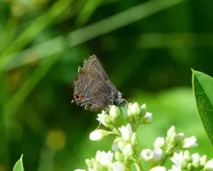 Oak Hairstreak thumbnail 4