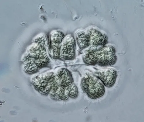 Gomphosphaeria aponina