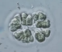 Gomphosphaeria aponina thumbnail 1