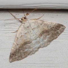 Pale Alder Moth thumbnail 4