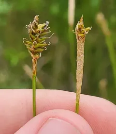 meager sedge thumbnail 3