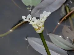 cape-pondweed thumbnail 2