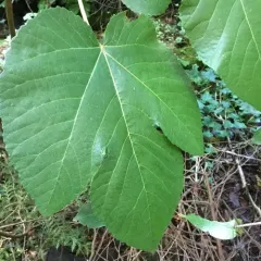 common fig thumbnail 1