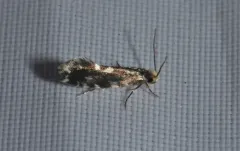 Nemapogon ophrionella thumbnail 2