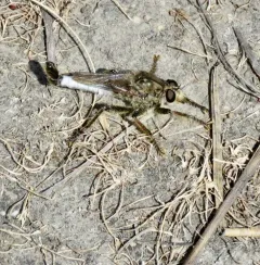 Straw-faced Hammertail thumbnail 2