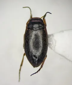 Hydroporus striola thumbnail 2