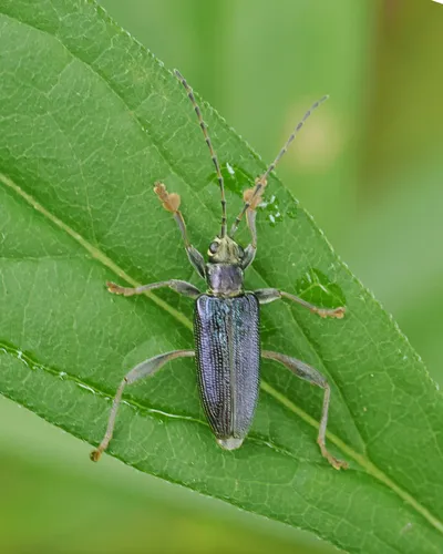 Palm-footed pond lily leaf beetle
