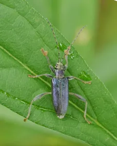 Palm-footed pond lily leaf beetle thumbnail 1