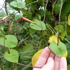 red morning glory thumbnail 4