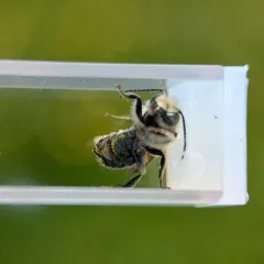 Osmia simillima thumbnail 4