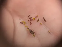 Flat-stem Spikerush thumbnail 1