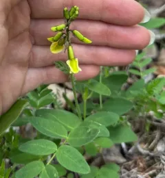 Tundra Milkvetch thumbnail 3
