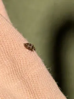 Anthrenus polonicus thumbnail 3